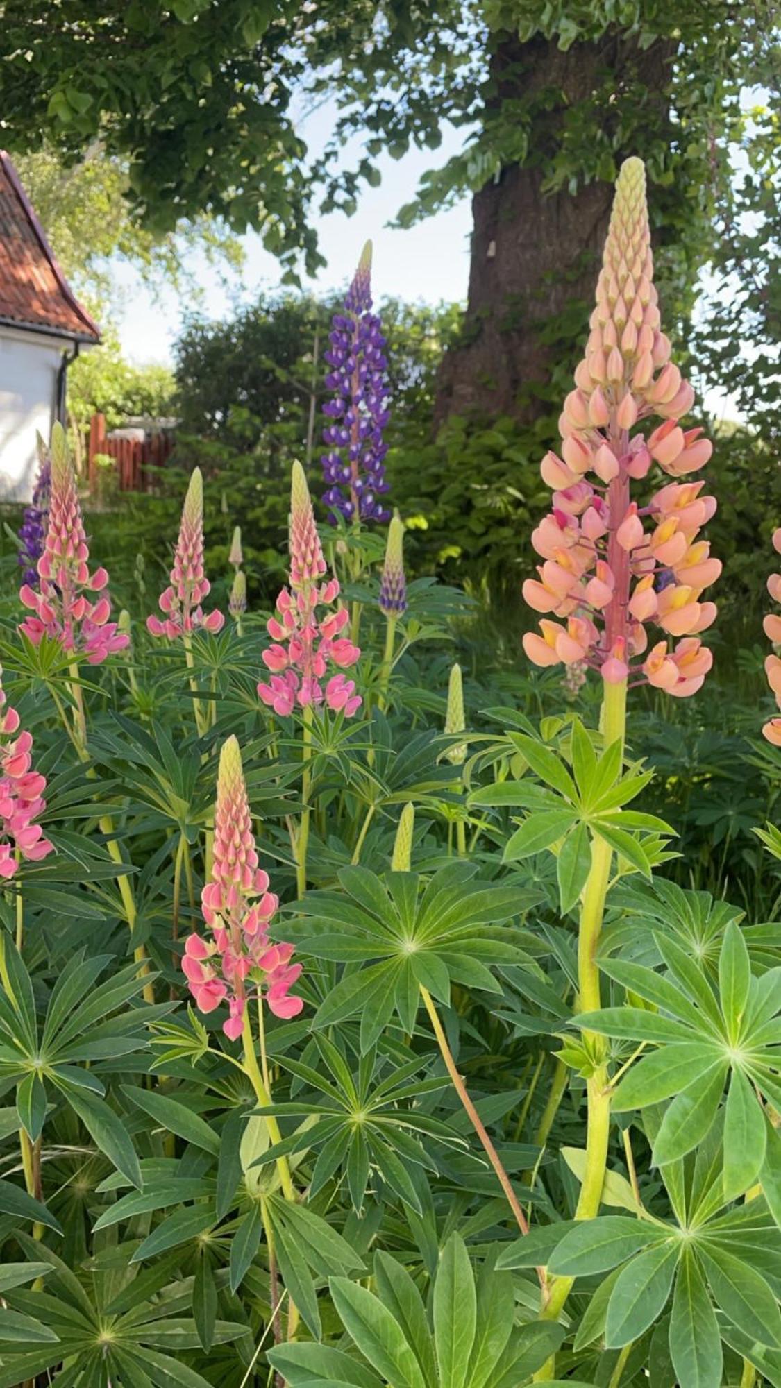 Trennegarden B&B Mjöhult Kültér fotó